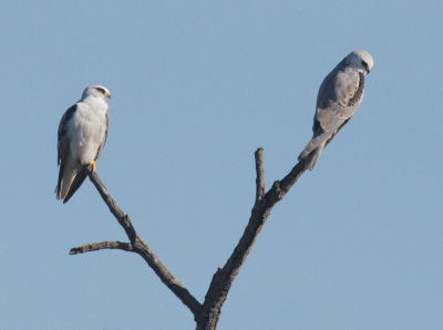 White-tailed Kites, adult (L) and first-cycle.