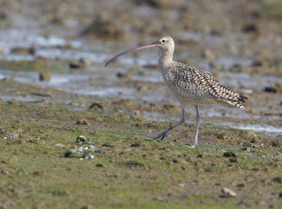 Long-billed Curlew