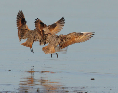 Marbled Godwits, taking off