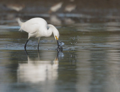 Snowy Egret, striking