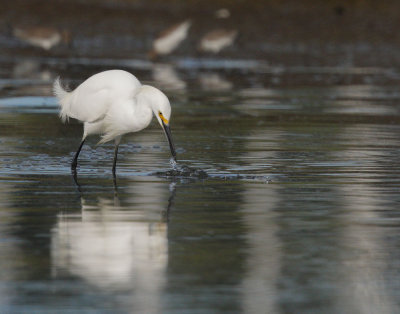 Snowy Egret, after strike