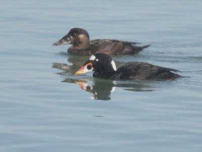 Surf Scoters, pair