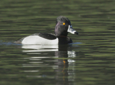 Ring-necked Duck, male