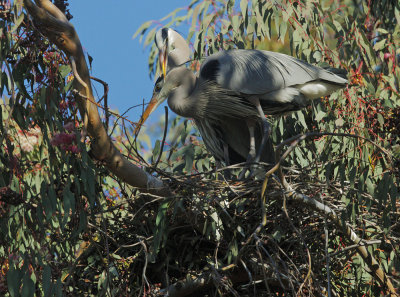 Great Blue Herons, at nest, bill clapping