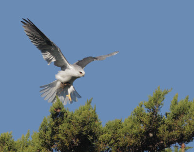 White-tailed Kite, with prey