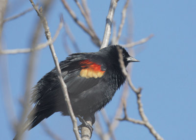 Red-winged Blackbird, male, typical