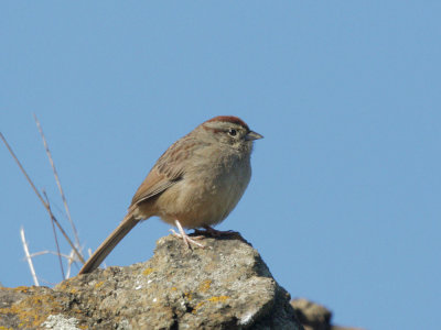 Rufous-crowned Sparrow