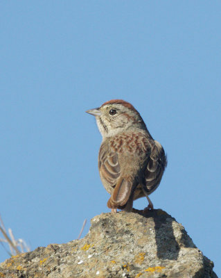 Rufous-crowned Sparrow