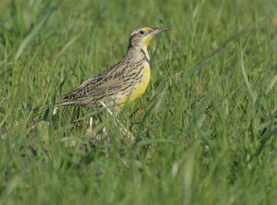 Western Meadowlark