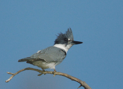 Belted Kingfisher, first-cycle