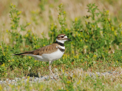 Killdeer