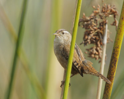 Marsh Wren