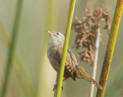 Marsh Wren