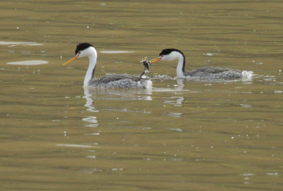 Clark's Grebes, courting pair