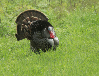 Wild Turkey, displaying male