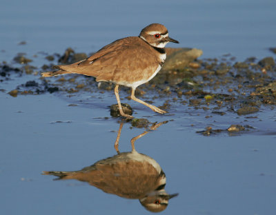 Killdeer