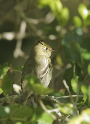 Pacific-slope Flycatcher
