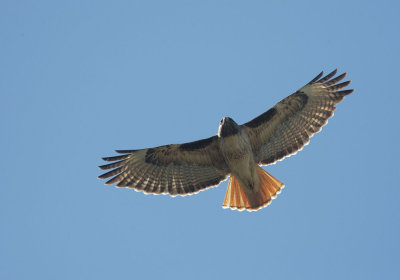 Red-tailed Hawk