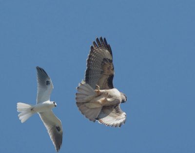 White-tailed Kite and Red-tailed Hawk