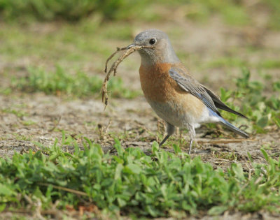 Western Bluebird, female with nesting material