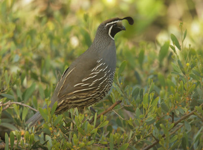 California Quail, male