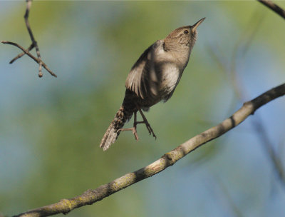 House Wren, taking off