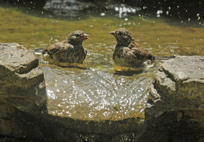 Dark-eyed Juncos, Oregon subspecies, fledglings, 2018