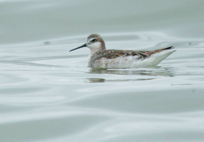 Wilson's Phalarope, male