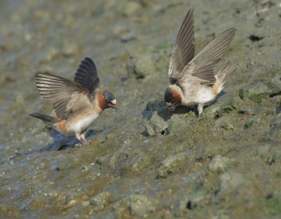 Cliff Swallows, gathering mud for nests