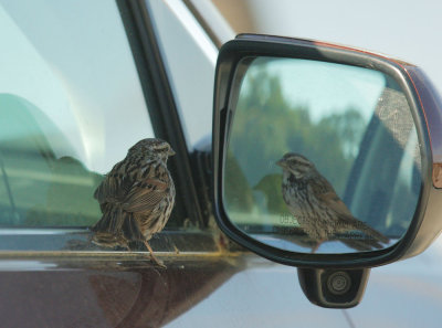 Song Sparrow, mirrored