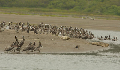 Brown Pelicans and Harbor Seals