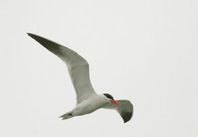 Caspian Tern