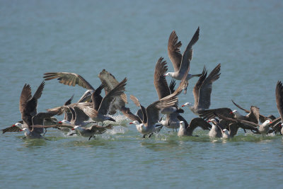 Heermanns Gulls and Brown Pelican, taking off