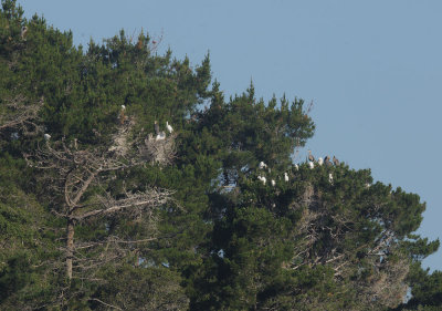 Herons and Egrets, nesting
