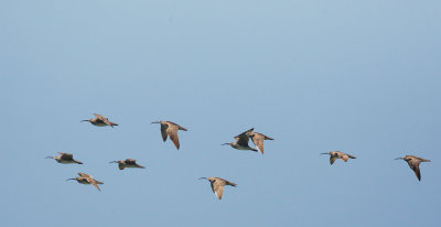 Whimbrels, flying