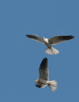 White-tailed Kites, adult and juvenile