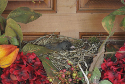 Dark-eyed Junco, Oregon, incubating female, 2018