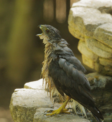 Cooper's Hawk, after bath