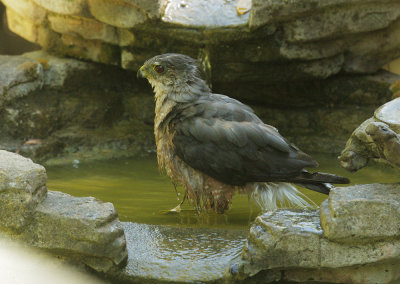 Cooper's Hawk, bathing