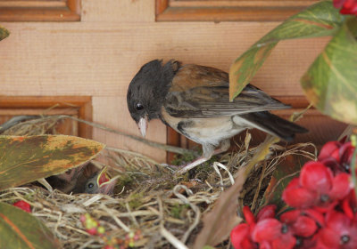Dark-eyed Juncos, adult and two nestlings, 2018
