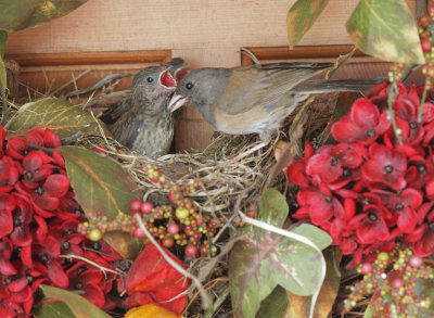 Dark-eyed Juncos, adult and two nestlings