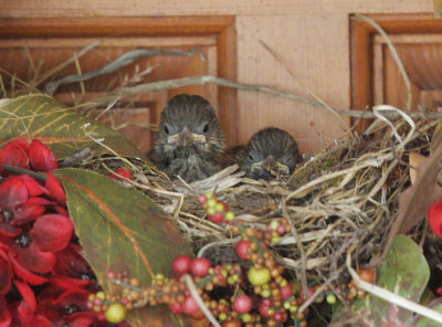 Dark-eyed Juncos, Oregon, nestlings