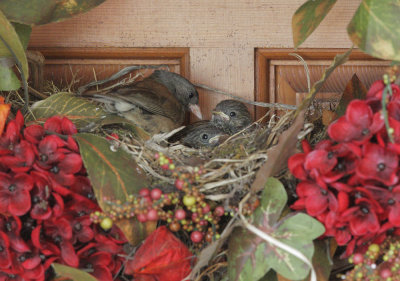 Dark-eyed Juncos, Oregon, adult and two nestlings, 2018
