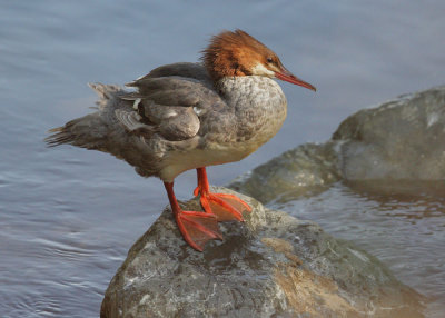 Common Merganser, female