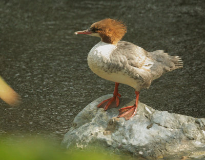 Common Merganser, female