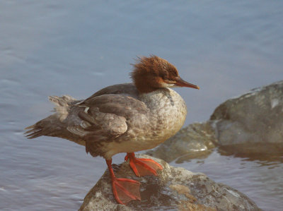 Common Merganser, female