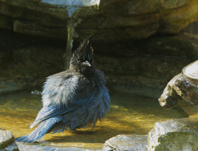 Steller's Jay