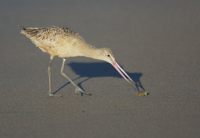 Marbled Godwit, with prey
