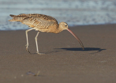 Long-billed Curlew, with prey