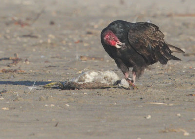 Turkey Vulture, eating dead bird